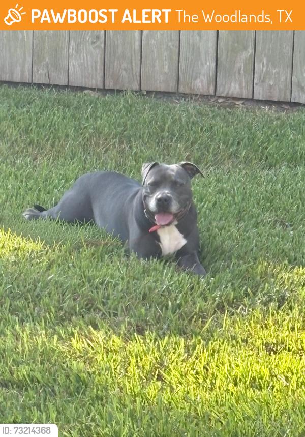 Found/Stray Female Dog last seen Kuykendahl/creekside park, The Woodlands, TX 77389