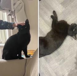 Lost Male Cat last seen Close to altham & read, Padiham, England BB12 8EA