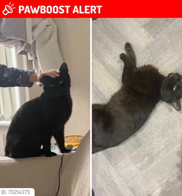 Lost Male Cat last seen Close to altham & read, Padiham, England BB12 8EA