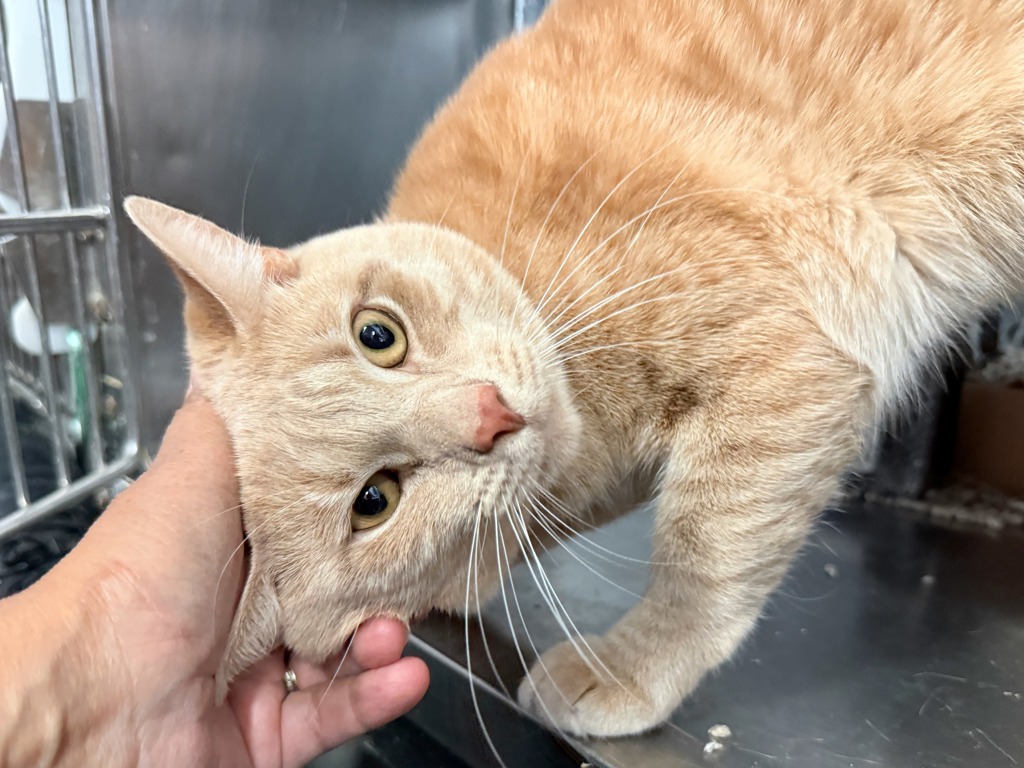 Shelter Stray Male Cat last seen NEW YORK, NY, 10029, 326 E 110th St, New York, NY 10029, USA