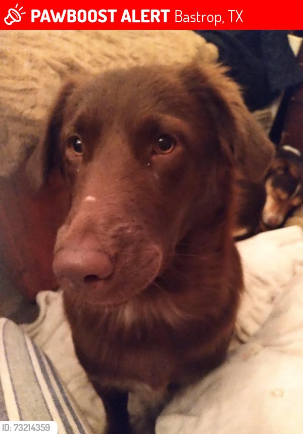 Lost Female Dog last seen Cool water Pershing BASTROP animal shelter, Bastrop, TX 78602