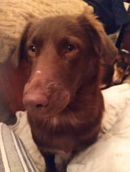 Lost Female Dog last seen Cool water Pershing BASTROP animal shelter, Bastrop, TX 78602