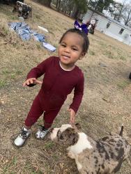 Lost Female Dog last seen Riverdale,Germantown rd, Memphis, TN 38119