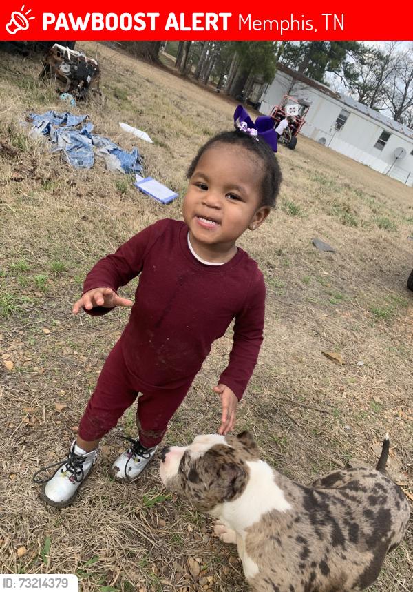 Lost Female Dog last seen Riverdale,Germantown rd, Memphis, TN 38119