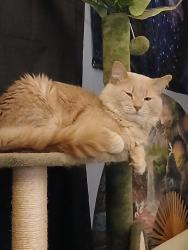 Lost Male Cat last seen Near hwy and noland area, Independence, MO 64055