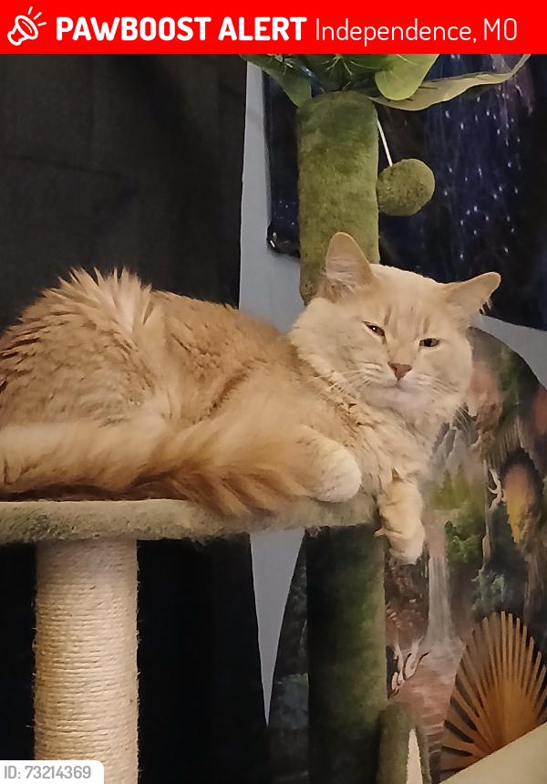 Lost Male Cat last seen Near hwy and noland area, Independence, MO 64055