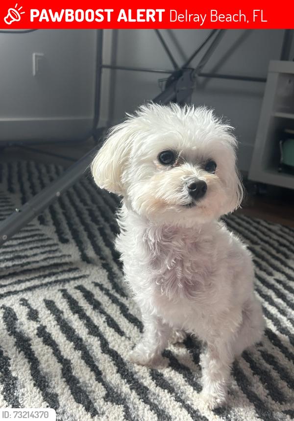 Lost Female Dog last seen Near N swinton avenue Delray Beach FL, Delray Beach, FL 33444