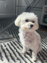 Lost Female Dog last seen Near N swinton avenue Delray Beach FL, Delray Beach, FL 33444