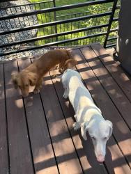 Reunited Unknown Dog last seen Bayshore dr, Athens, TX 75752