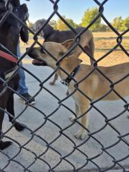 Found/Stray Unknown Dog last seen Bridgecross, Honor, Sacramento, CA 95831