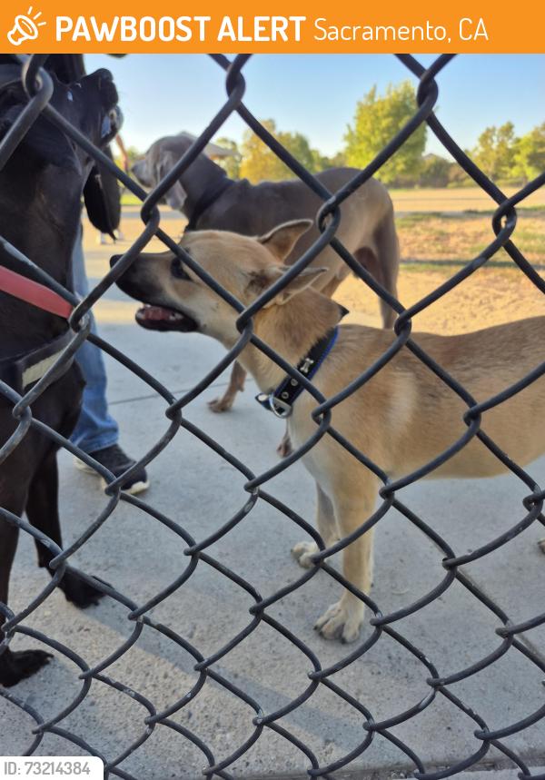 Found/Stray Unknown Dog last seen Bridgecross, Honor, Sacramento, CA 95831