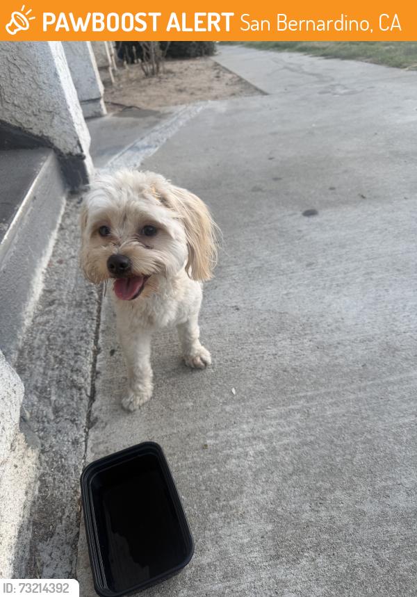 Found/Stray Female Dog last seen Leroy, San Bernardino, CA 92404