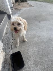 Found/Stray Female Dog last seen Leroy, San Bernardino, CA 92404