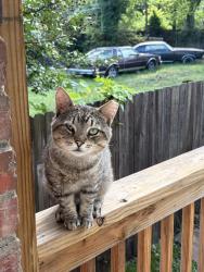 Found/Stray Male Cat last seen Spruce and 4th, Richmond, VA 23222