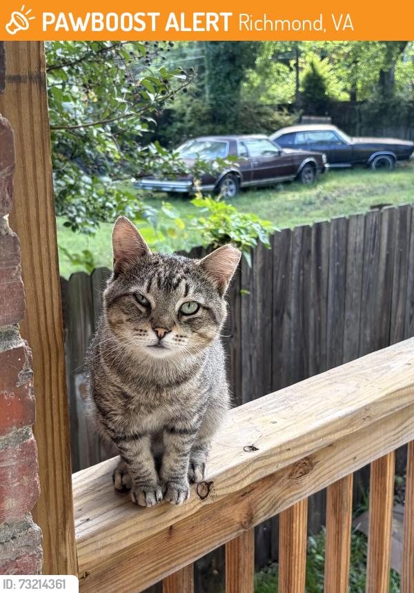 Found/Stray Male Cat last seen Spruce and 4th, Richmond, VA 23222