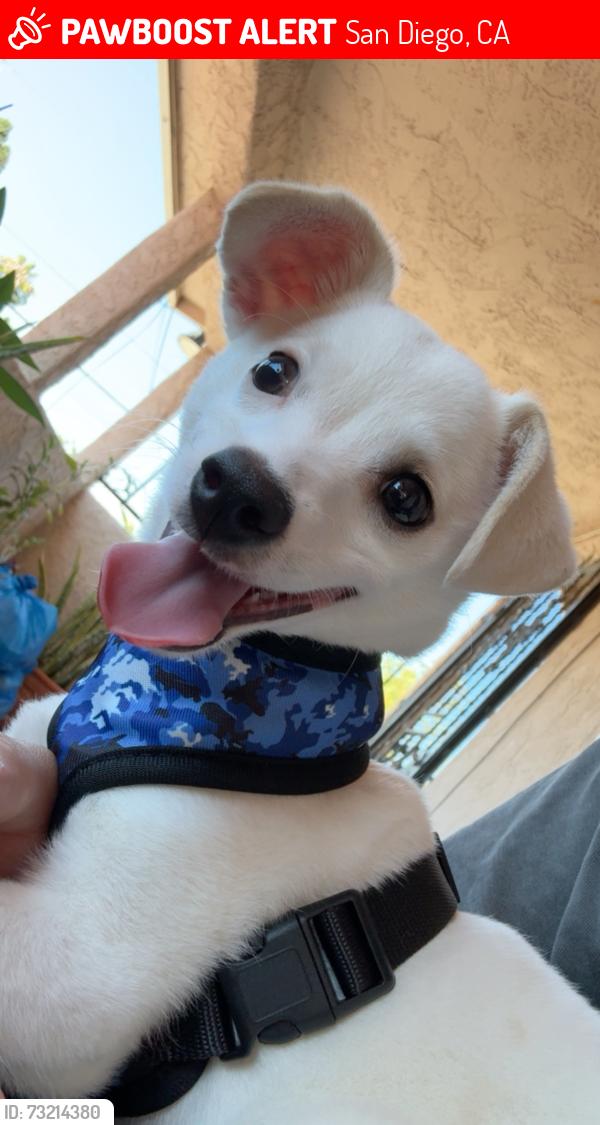 Lost Male Dog last seen 45th st by el super, San Diego, CA 92105