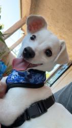 Lost Male Dog last seen 45th st by el super, San Diego, CA 92105