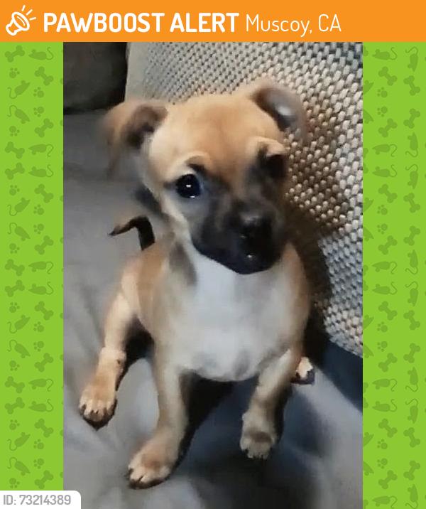 Found/Stray Female Dog last seen Kern, Muscoy, CA 92407