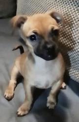 Found/Stray Female Dog last seen Kern, Muscoy, CA 92407