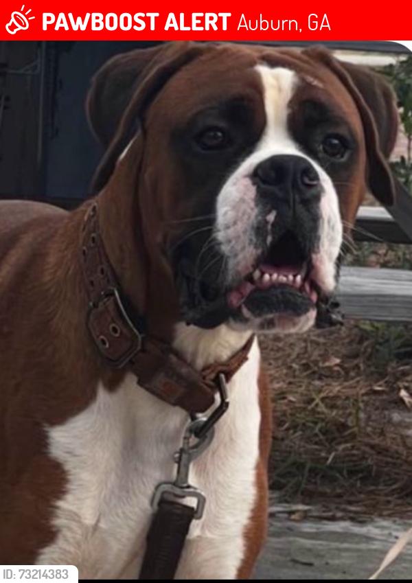 Lost Male Dog last seen Bramlett Elementary School, Auburn, GA 30011