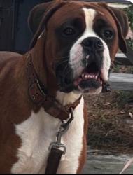 Lost Male Dog last seen Bramlett Elementary School, Auburn, GA 30011
