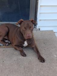 Found/Stray Male Dog last seen Bethany high school, Bethany, OK 73008