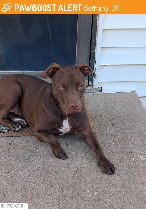 Found/Stray Male Dog last seen Bethany high school, Bethany, OK 73008