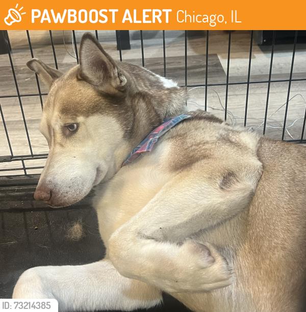 Found/Stray Female Dog last seen N Austin Blvd, Chicago, IL 60651