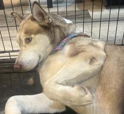 Found/Stray Female Dog last seen N Austin Blvd, Chicago, IL 60651