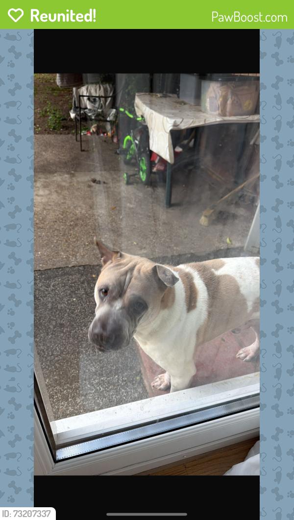 Reunited Male Dog last seen By washwood heath road and bromford lane, West Midlands, England B8 2HX