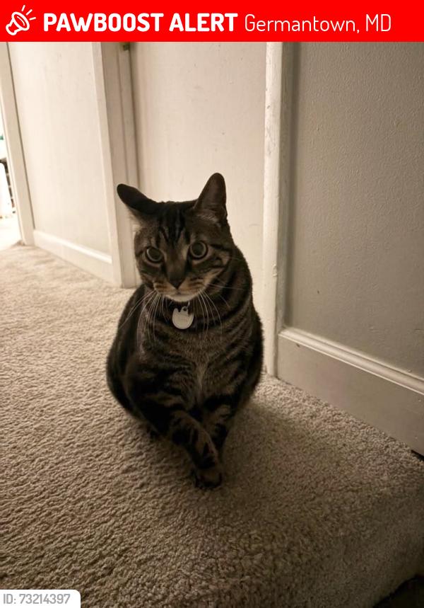 Lost Female Cat last seen Waldorf dr, Germantown, MD 20874
