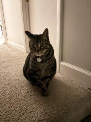 Lost Female Cat last seen Waldorf dr, Germantown, MD 20874