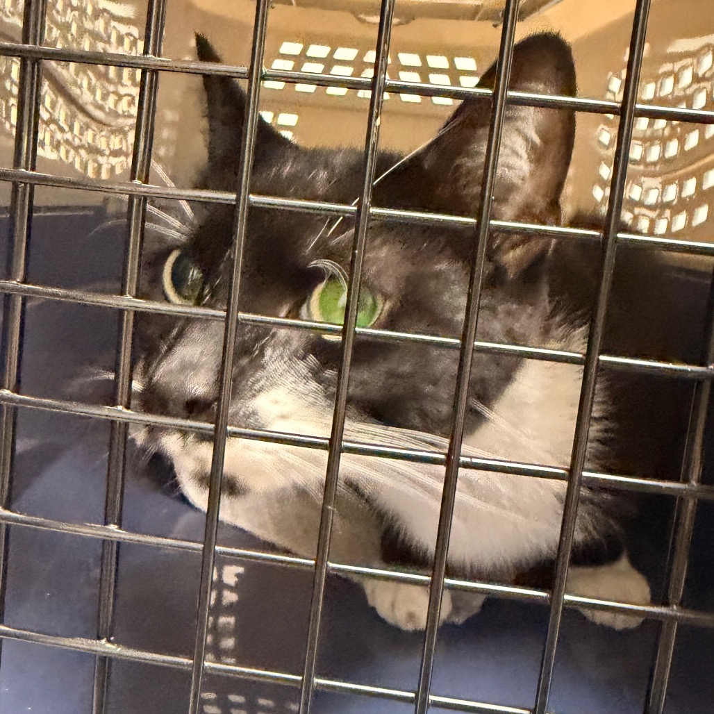 Shelter Stray Unknown Cat last seen , Animal Care & Control Team of Philly, 111 W Hunting Park Ave, Philadelphia, PA 19140, USA