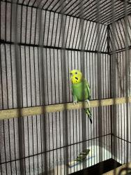 Lost Female Bird last seen 99th and Keystone, Carmel, IN 46240