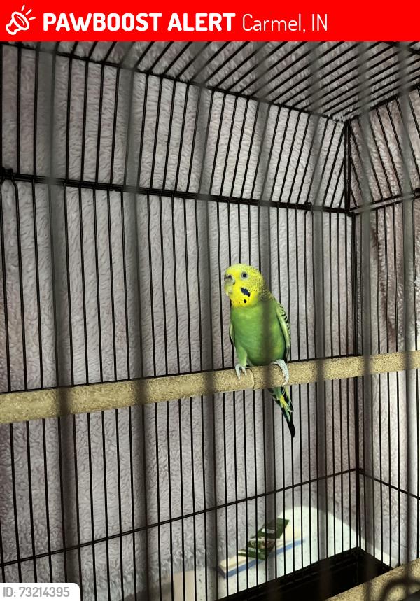 Lost Female Bird last seen 99th and Keystone, Carmel, IN 46240