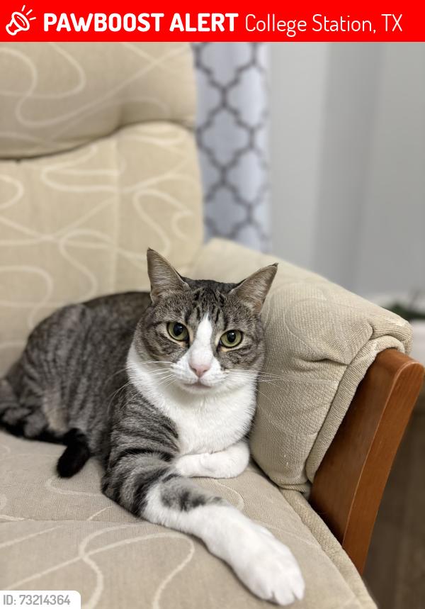 Lost Female Cat last seen Rockingham loop, Whitwick Pl, College Station, TX 77845