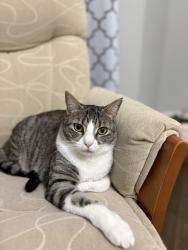 Lost Female Cat last seen Rockingham loop, Whitwick Pl, College Station, TX 77845
