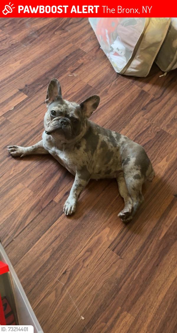 Lost Female Dog last seen Her collar was found on bronx river parkway southbound, The Bronx, NY 10458