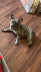Lost Female Dog last seen Her collar was found on bronx river parkway southbound, The Bronx, NY 10458