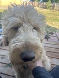 Reunited Male Dog last seen Brown and Halifax, Aurora, CO 80013