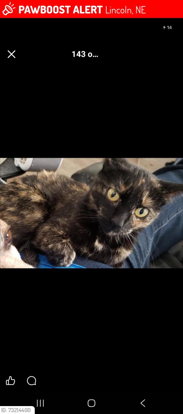 Lost Female Cat last seen Lincoln nebraska, Lincoln, NE 68508