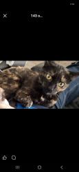 Lost Female Cat last seen Lincoln nebraska, Lincoln, NE 68508