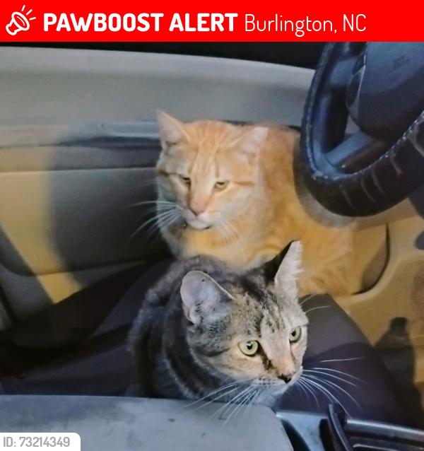 Lost Male Cat last seen Near Tucker St in Burlington, Burlington, NC 27215