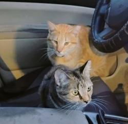 Lost Male Cat last seen Near Tucker St in Burlington, Burlington, NC 27215