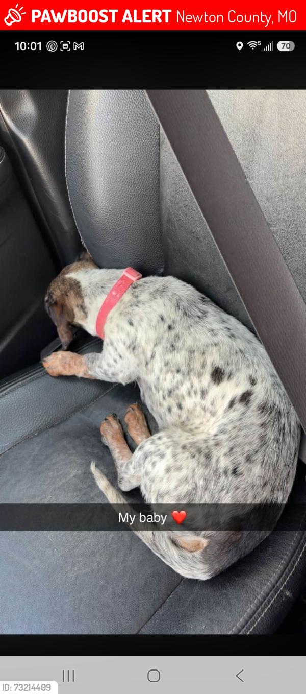Lost Female Dog last seen Norway road neosho, Newton County, MO 64867