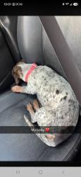 Lost Female Dog last seen Norway road neosho, Newton County, MO 64867