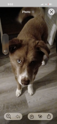 Reunited Female Dog last seen 72nd and West Wedgewood Avenue, Milwaukee, WI 53220