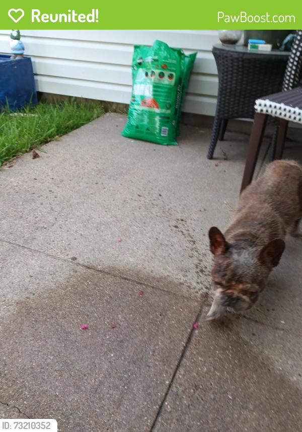 Reunited Male Dog last seen Oates dr, Garland, TX 75043