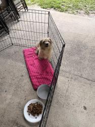 Found/Stray Unknown Dog last seen Honey Hill, Miami Gardens, FL 33055