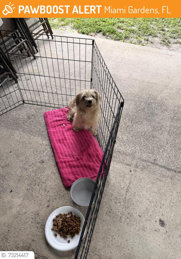 Found/Stray Unknown Dog last seen Honey Hill, Miami Gardens, FL 33055